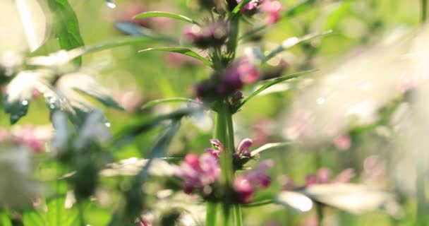 Κοινή Motherwort Βότανα Ανθοφορία Στον Αγροτικό Τομέα Στην Κίνα — Αρχείο Βίντεο