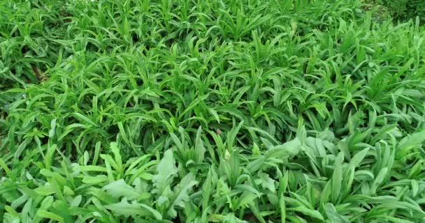 Φυτά Πράσινου Μαρουλιού Που Αναπτύσσονται Αγροτικές Περιοχές Στην Κίνα — Αρχείο Βίντεο