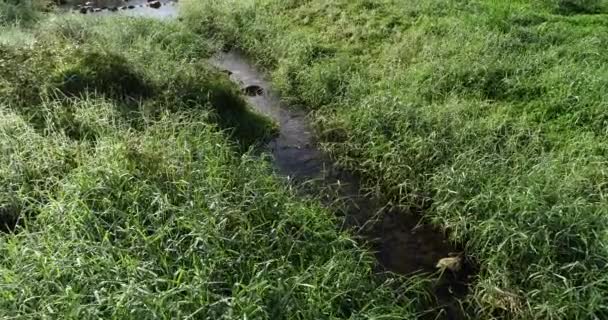 Creek Green Grass Spring Morning Sunshine — Stock video