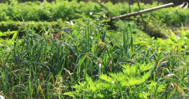 Knoflookplanten Groeien Het Platteland China — Stockvideo