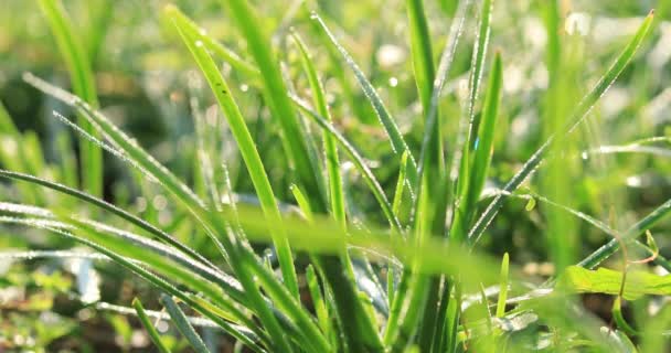 poireaux verts poussant dans les champs ruraux en Chine 