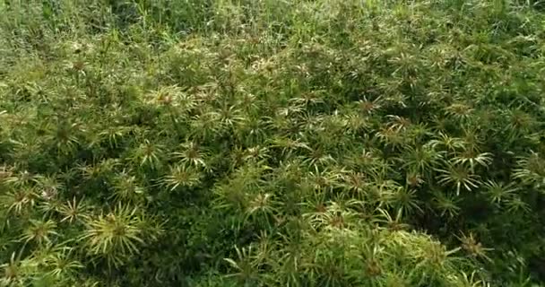 Herbe verte et plantes poussant dans les champs 