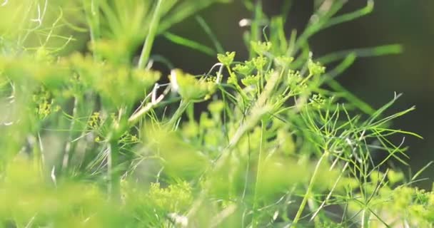 Fennel Plants Growing Rural Field China — Stock Video