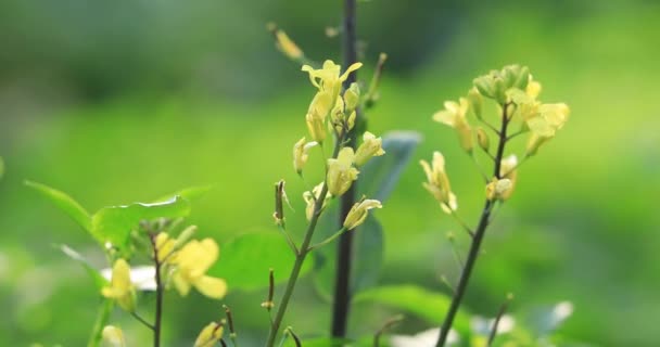 Plantas Con Flores Que Crecen Campo Rural China — Vídeos de Stock