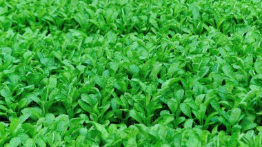 Sebze Bahçe büyüme yeşil choy Özetle