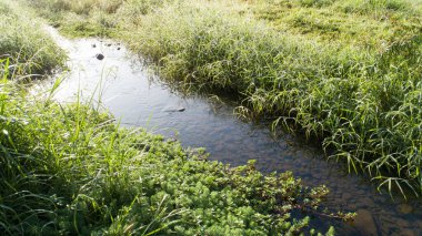 Bahar sabahı nehri olan yeşil çimenler.
