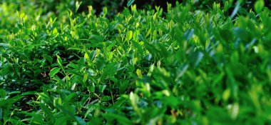 Baharda yeşil çay bahçesi