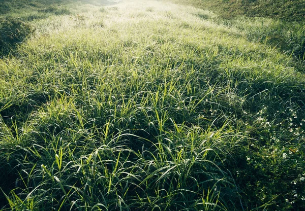 春の朝の日差しの中で露が落ちる緑の草 — ストック写真