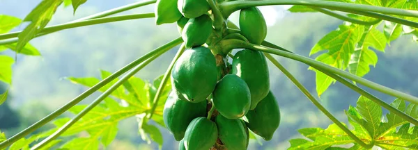 Papaya Vruchten Groeien Boom — Stockfoto