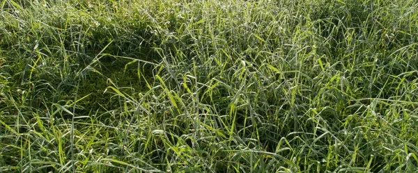 Hierba Verde Con Gotas Rocío Primavera Sol Mañana — Foto de Stock