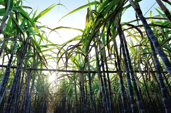 Zuckerrohrpflanzen Wachsen Auf Dem Land — Stockfoto