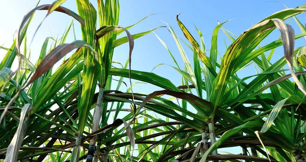 Plantas Caña Azúcar Que Crecen Campo Rural — Foto de Stock