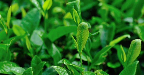 Green Tea Plantation Garden Spring — Stock Photo, Image