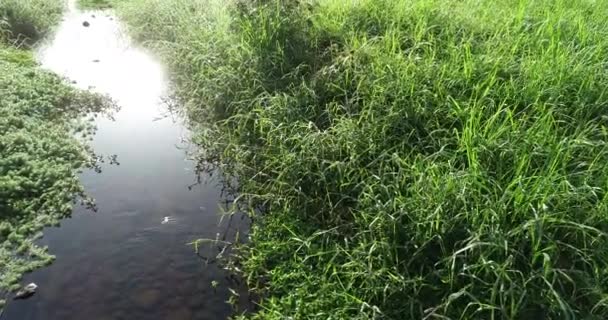 Herbe verte avec rivière au printemps matin soleil 