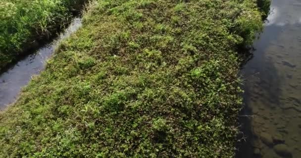 Hierba Verde Con Río Primavera Sol Mañana — Vídeo de stock