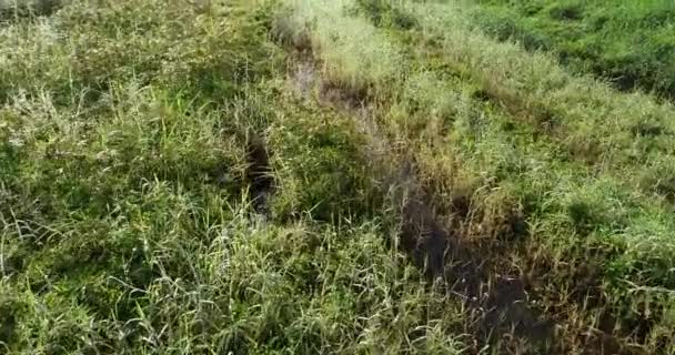 Grama Verde Com Rio Manhã Primavera Sol — Vídeo de Stock