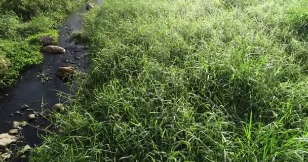 Herbe verte avec gouttes de rosée et rivière au soleil du matin de printemps 