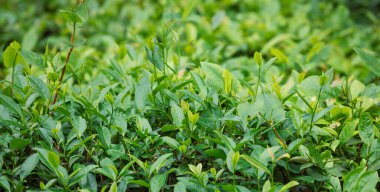 Baharda büyüyen yeşil çay bitkileri