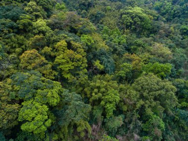 İlkbaharda dağlarda tropikal orman manzarası