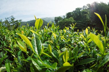 Baharda büyüyen yeşil çay bitkileri