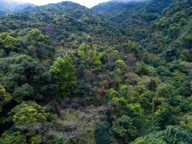 İlkbaharda tropik ormanın havadan görünüşü