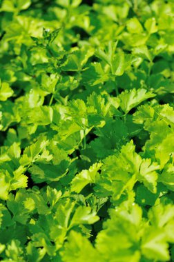 Sebze bahçesinde yeşil kereviz yetişiyor.