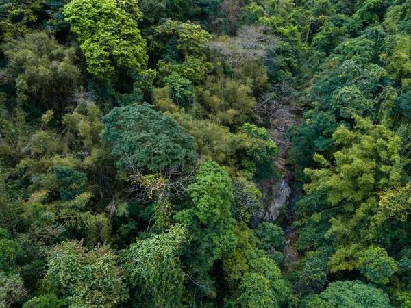 Trópusi Erdők Látványa Tavasszal Hegyekben — Stock Fotó