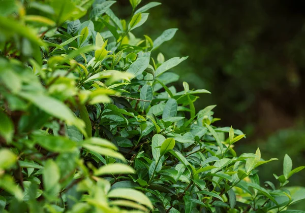Green Tea Plants Growing Spring — Stock Photo, Image