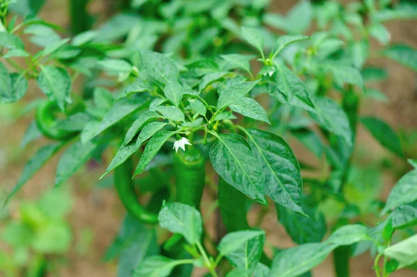 Green Pepper Plants Growth Vegetable Garden — Stock Photo, Image