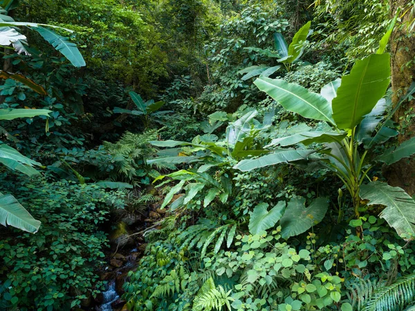 Paysage Forêt Tropicale Printemps Dans Les Montagnes — Photo