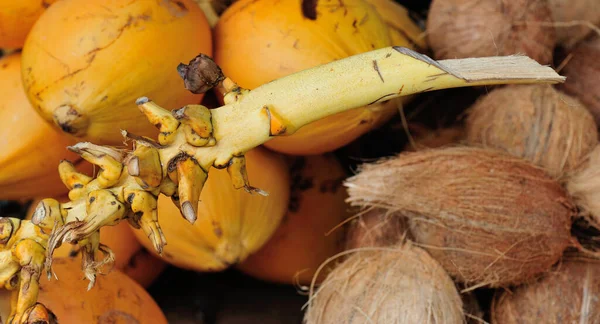 Gele Koningskokosnoten Koop Sri Lanka — Stockfoto