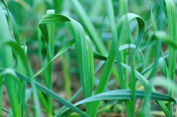 Green Garlic Leaves Growth Vegetable Garden — Stock Photo, Image