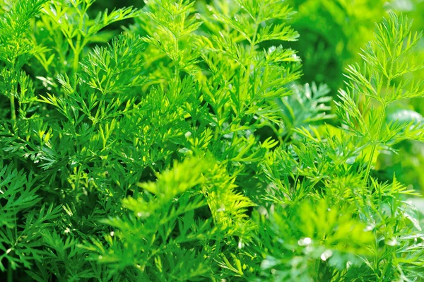 Plantas Cenoura Verdes Crescimento Horta — Fotografia de Stock