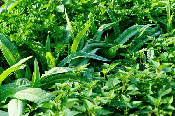 Grünes Gemüse Gemüsegarten — Stockfoto