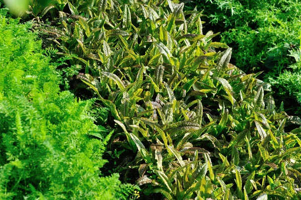 Grüner Spargelsalat Und Möhren Gemüsegarten — Stockfoto