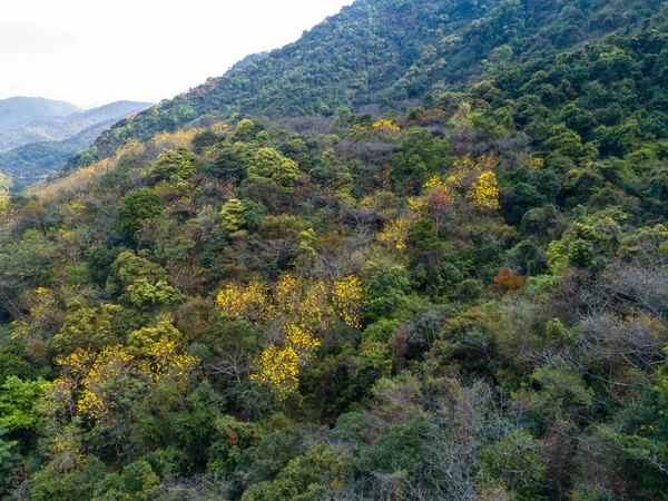 Cenário Floresta Tropical Primavera Montanhas — Fotografia de Stock