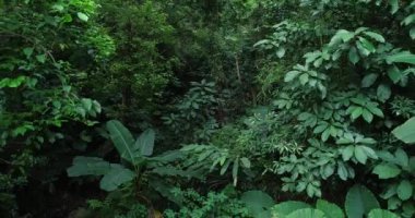 Tropikal yaz ormanlarında yeşil yaprakların yüksek açılı görüntüleri