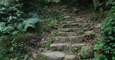 Tropikal yaz ormanlarında antik taş basamaklar