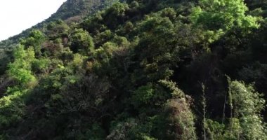 İlkbaharda tropik ormanlarda çiçek açan bitkilerin hava görüntüleri.
