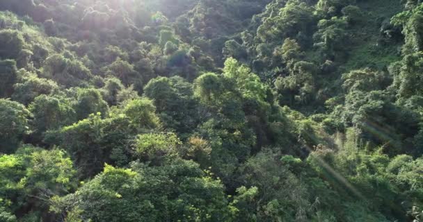 Aerial Footage Tropical Forest Spring Bright Backlit — Stock Video