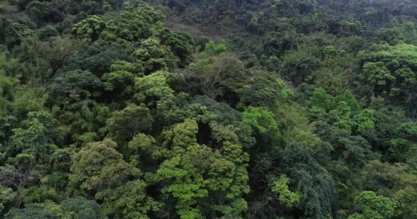 Filmati Aerei Della Nebbiosa Foresta Tropicale Primavera — Video Stock