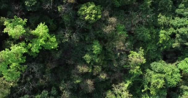 Drone Images Aériennes Forêt Tropicale Printemps — Video