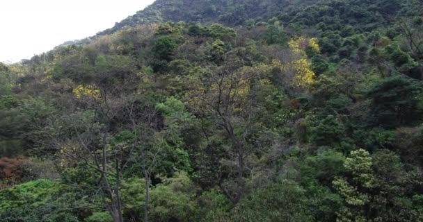 Повітряні Кадри Квітучих Рослин Тропічному Лісі Навесні — стокове відео