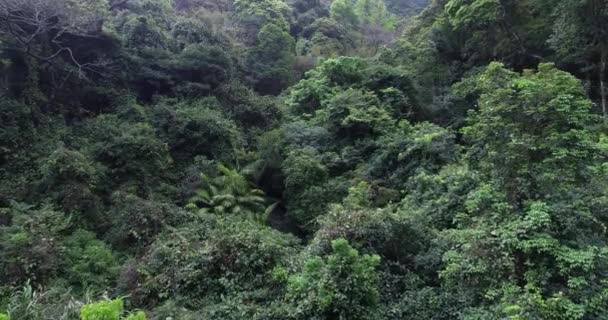 Luftaufnahmen Vom Nebligen Tropenwald Frühling — Stockvideo