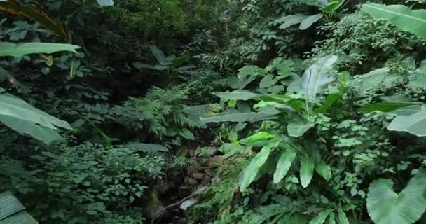 Images Grand Angle Feuillage Vert Dans Forêt Tropicale Estivale — Video