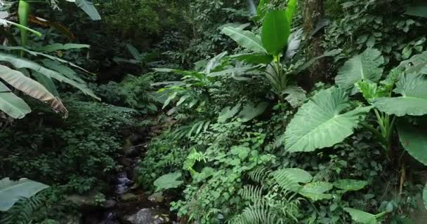 Vysokoúhlé záběry tekoucí vody potoka v tropickém letním lese