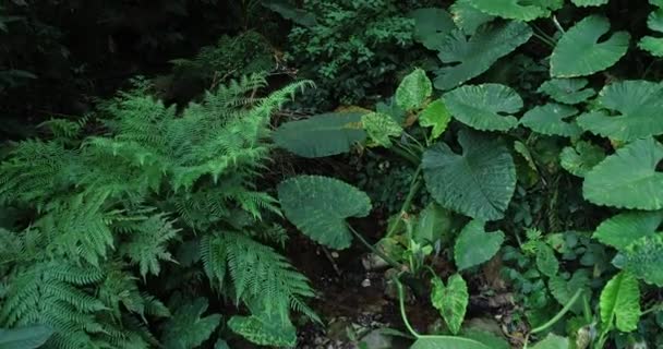 Vysokoúhlé Záběry Zeleného Listí Tropickém Letním Lese — Stock video
