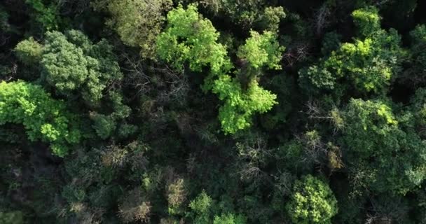 Drönare Flygbilder Tropisk Skog Våren — Stockvideo