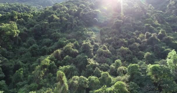 Aerial Footage Tropical Forest Spring Bright Backlit — Stock Video