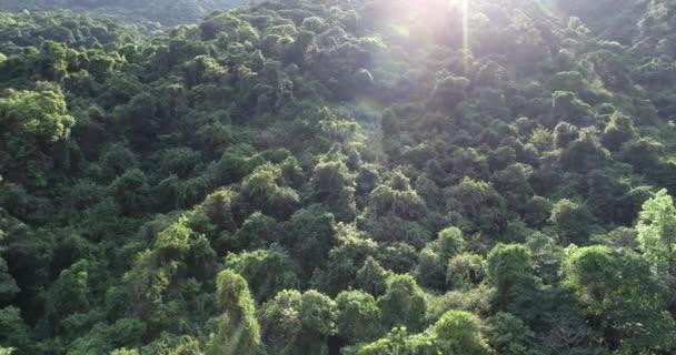 Luchtfoto Van Tropisch Bos Het Voorjaar Met Felle Achtergrondverlichting — Stockvideo